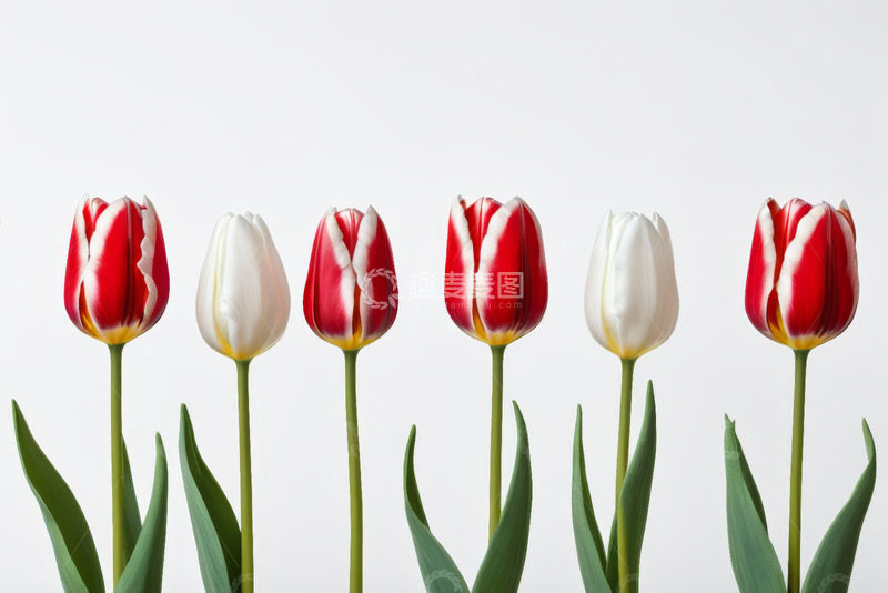 高清大图下载【趣麦麦图】红白相间郁金香特写