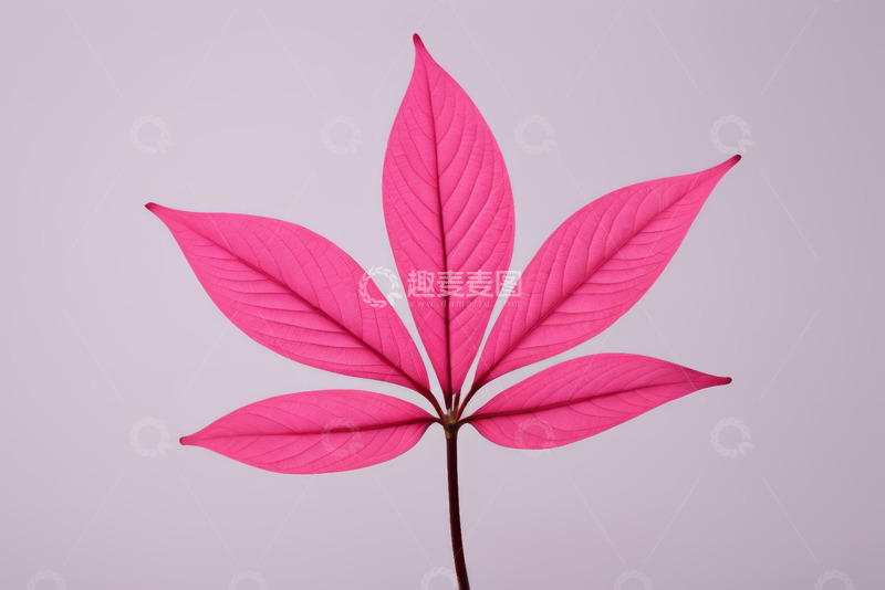 高清大图下载【趣麦麦图】粉红色叶子特写