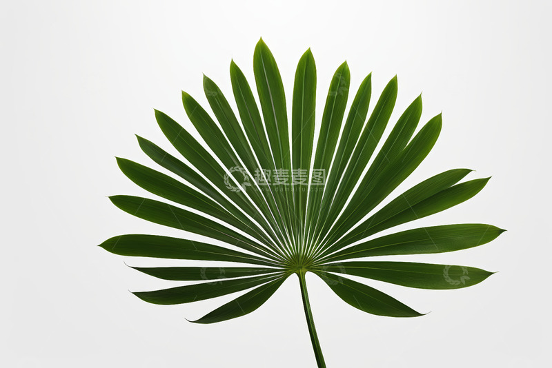 高清大图下载【趣麦麦图】绿色扇形植物叶片特写