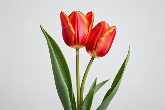 两朵红色郁金香特写