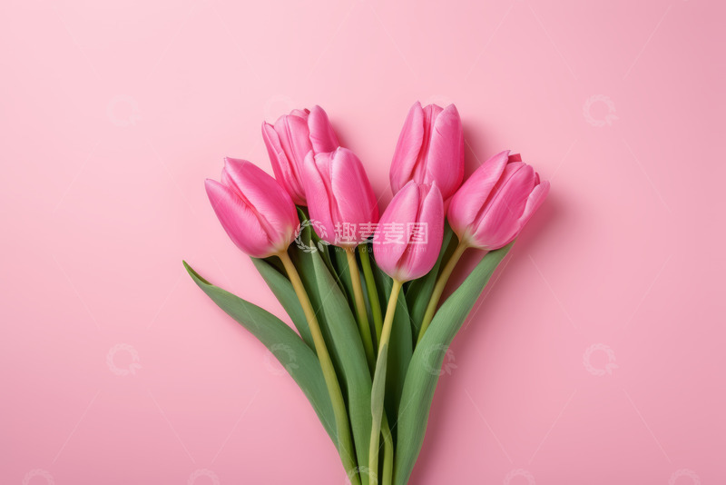 高清大图下载【趣麦麦图】粉色背景上的郁金香花束