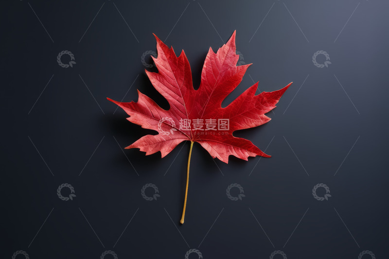 高清大图下载【趣麦麦图】红色枫叶特写