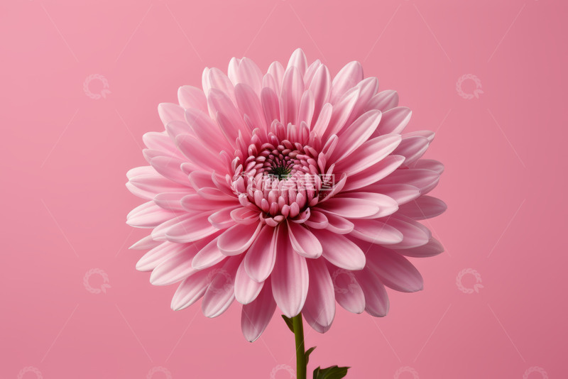 高清大图下载【趣麦麦图】粉色大丽花特写