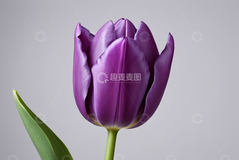 高清大图下载【趣麦麦图】紫色郁金香特写