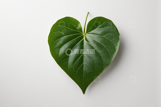 心形绿色植物叶子特写