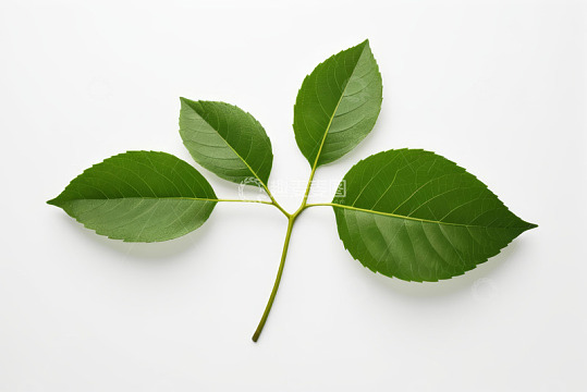 白色背景上的绿色植物叶子