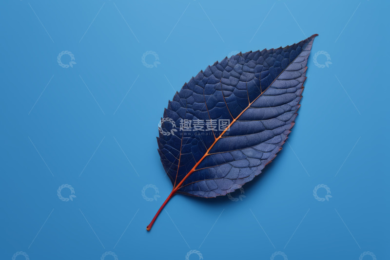 高清大图下载【趣麦麦图】蓝色背景上的深色叶片