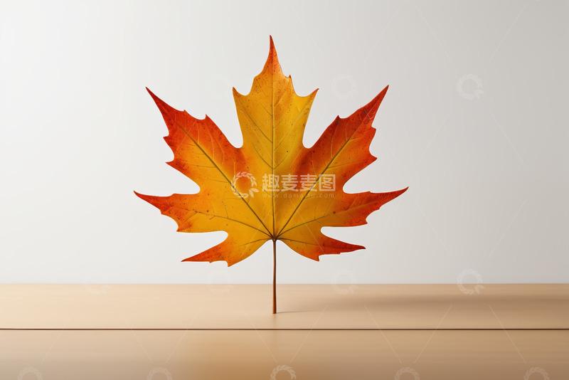 高清大图下载【趣麦麦图】秋季枫叶特写