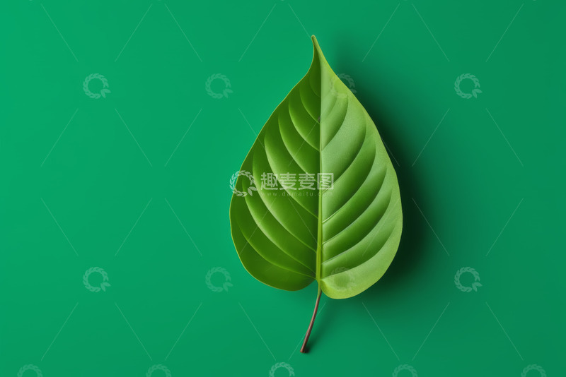 高清大图下载【趣麦麦图】绿色背景上的单片绿叶素材