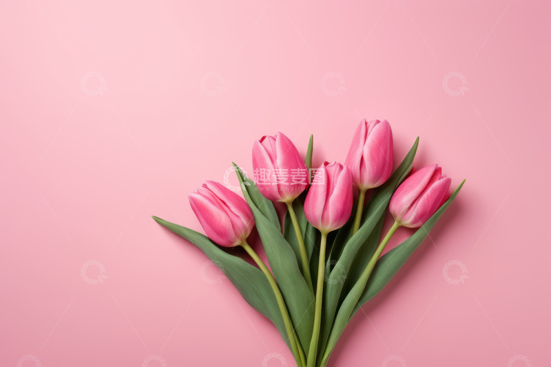 高清大图下载【趣麦麦图】粉色背景上的粉色郁金香花束