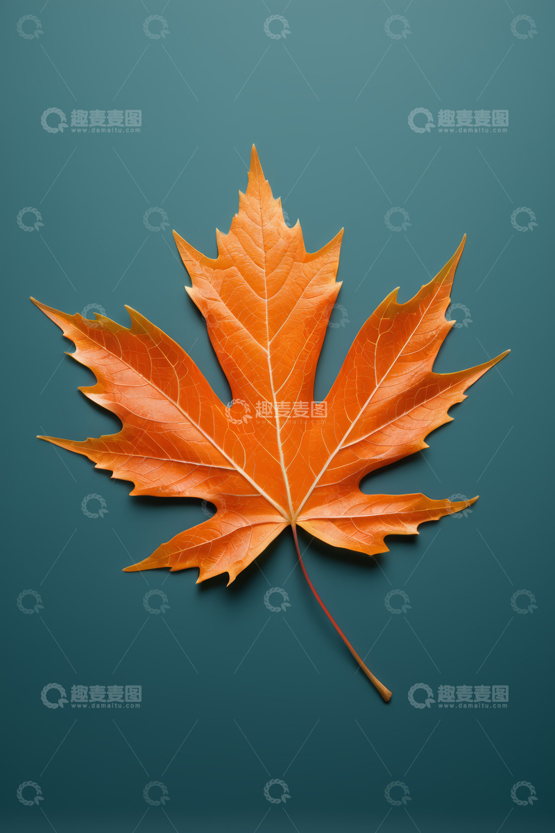 高清大图下载【趣麦麦图】橙色枫叶特写