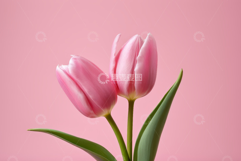 高清大图下载【趣麦麦图】粉色背景中的两朵郁金香