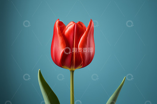红色郁金香特写