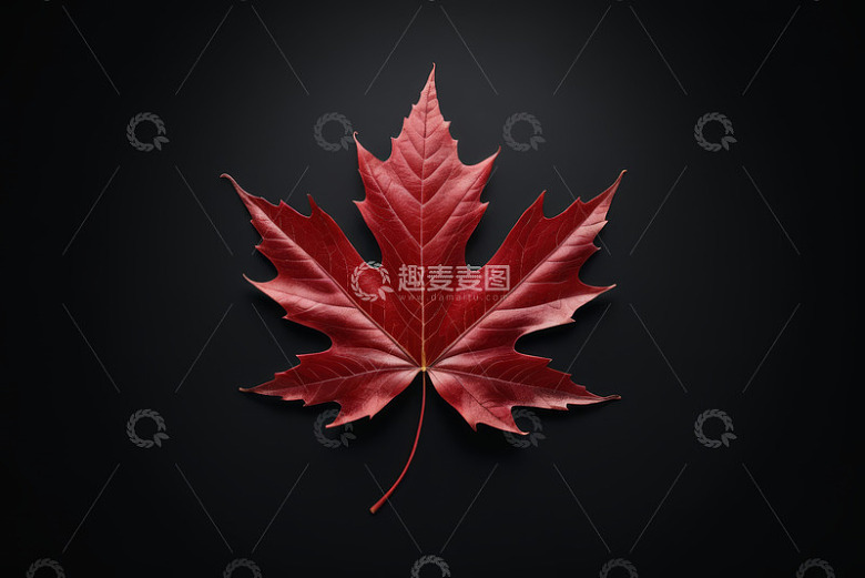 红色枫叶特写素材