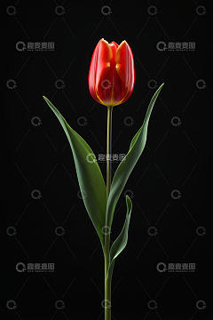 红色郁金香特写