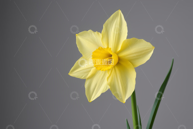 高清大图下载【趣麦麦图】黄色水仙花特写