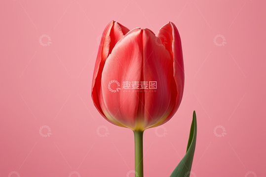 粉色背景下的单支红色郁金香