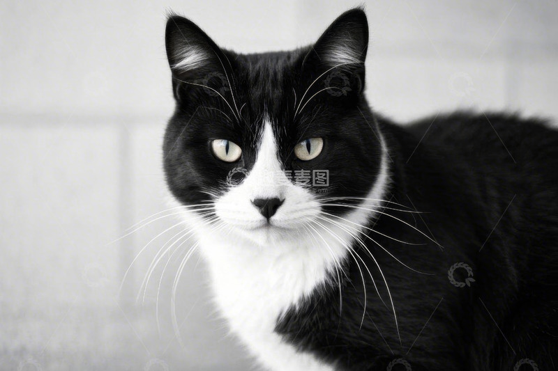 高清大图下载【趣麦麦图】黑白猫咪正面特写