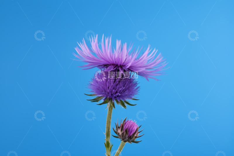 高清大图下载【趣麦麦图】蓝色背景下的紫色花朵