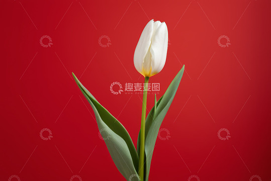 红色背景白色郁金香
