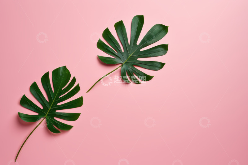 高清大图下载【趣麦麦图】粉色背景上的绿色龟背竹叶