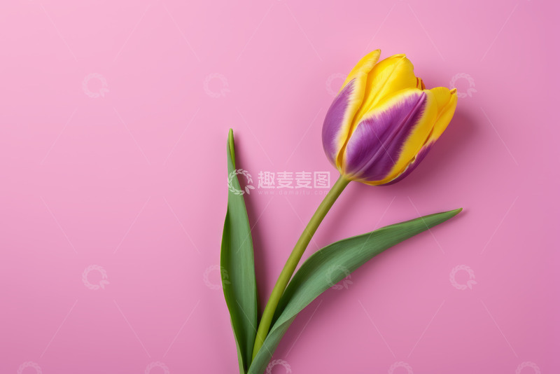 高清大图下载【趣麦麦图】粉色背景上的单支多彩郁金香