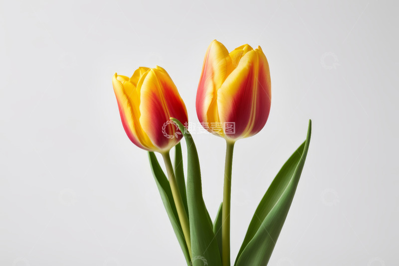 高清大图下载【趣麦麦图】红黄双色郁金香特写