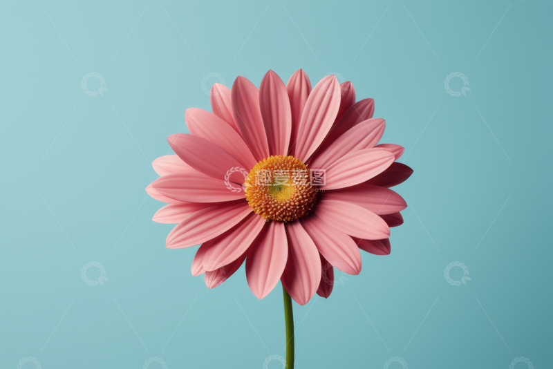 高清大图下载【趣麦麦图】粉色花朵特写