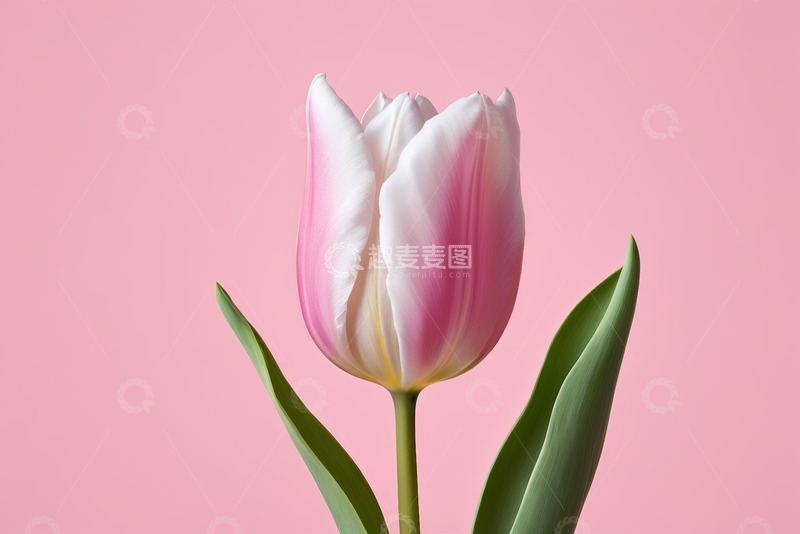 高清大图下载【趣麦麦图】粉色背景下的单株郁金香