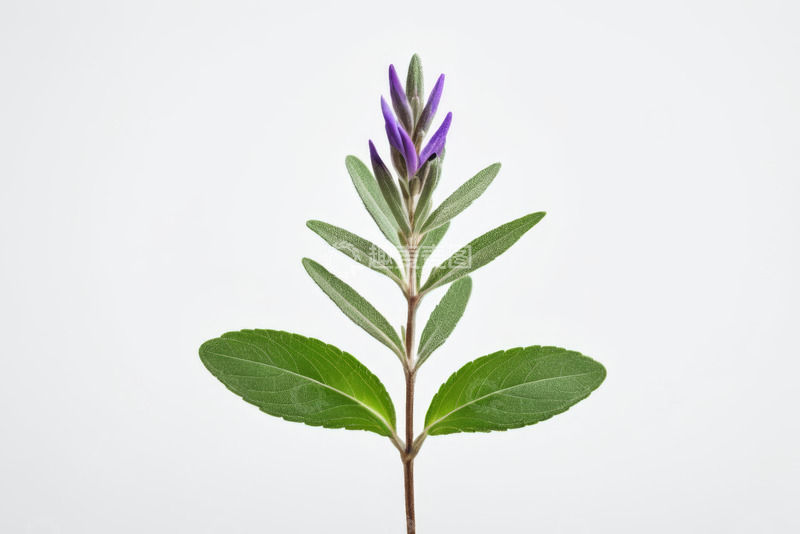 高清大图下载【趣麦麦图】紫色花朵植物特写