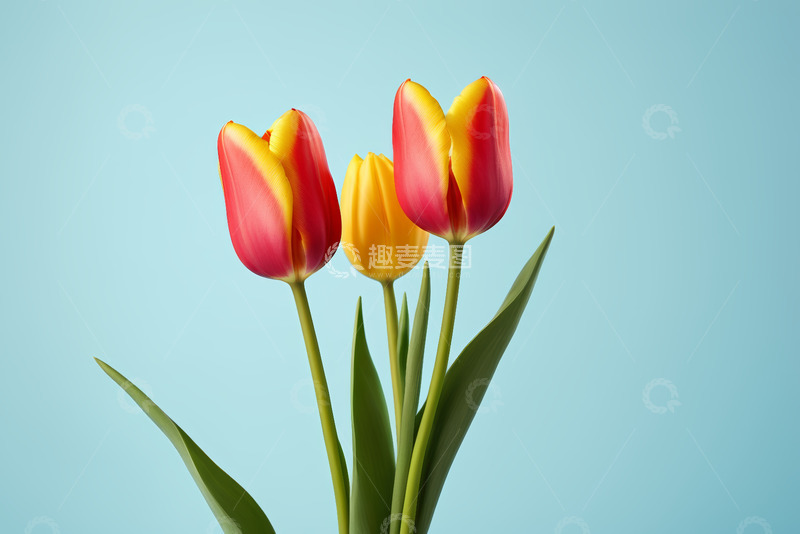 高清大图下载【趣麦麦图】红黄双色郁金香花卉特写