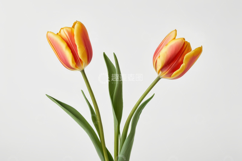 高清大图下载【趣麦麦图】红黄双色郁金香特写