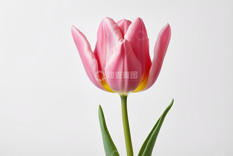 高清大图下载【趣麦麦图】粉色郁金香特写