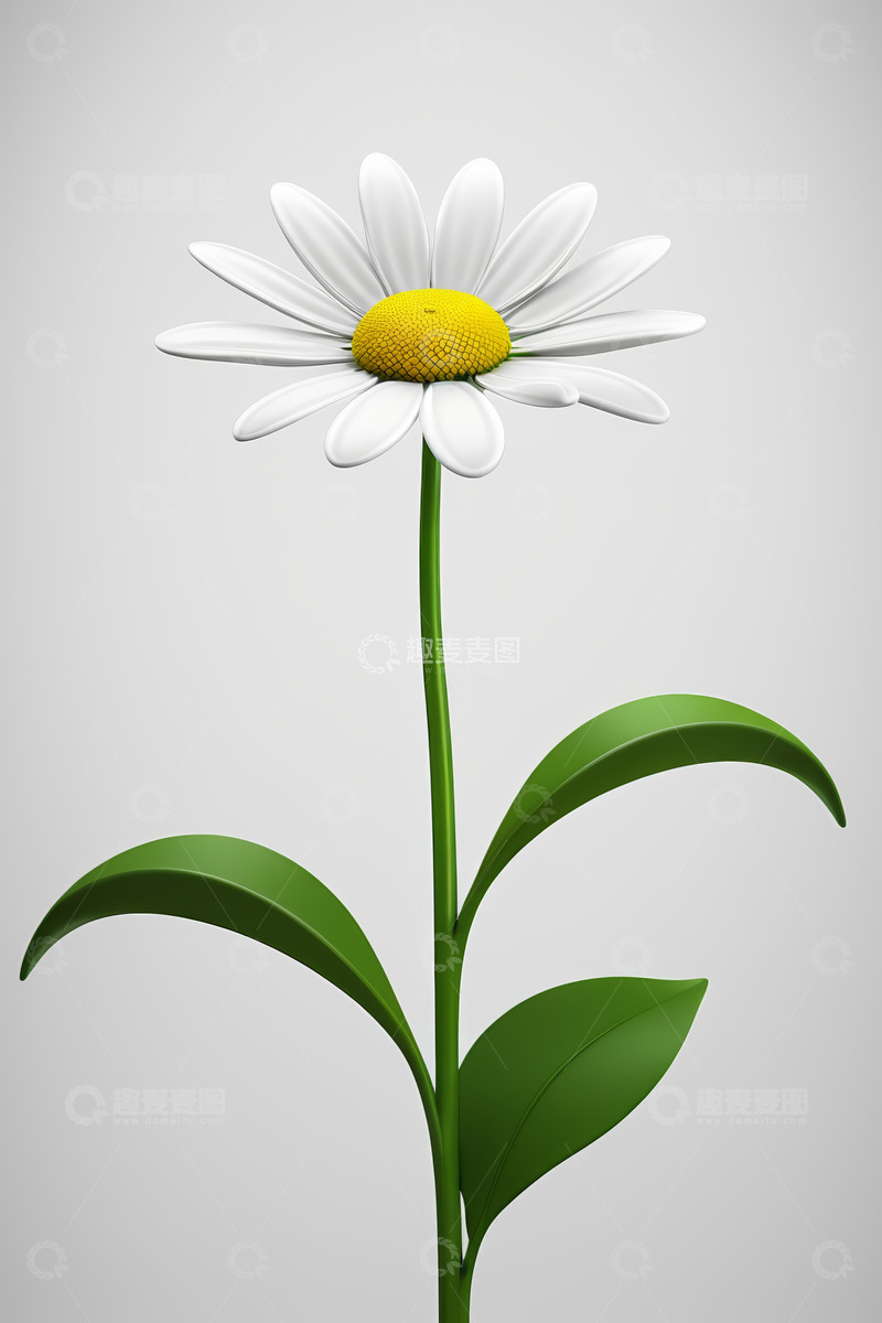 高清大图下载【趣麦麦图】白色雏菊花卉特写