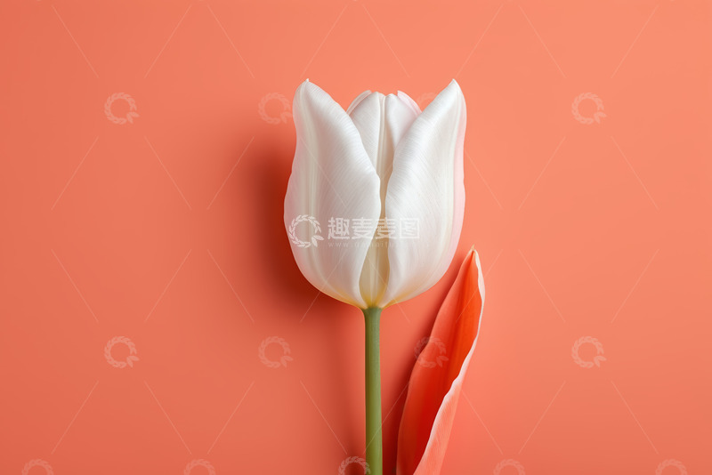 高清大图下载【趣麦麦图】橙色背景上的白色郁金香