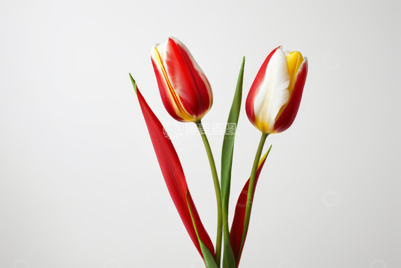 高清大图下载【趣麦麦图】红白黄三色郁金香特写