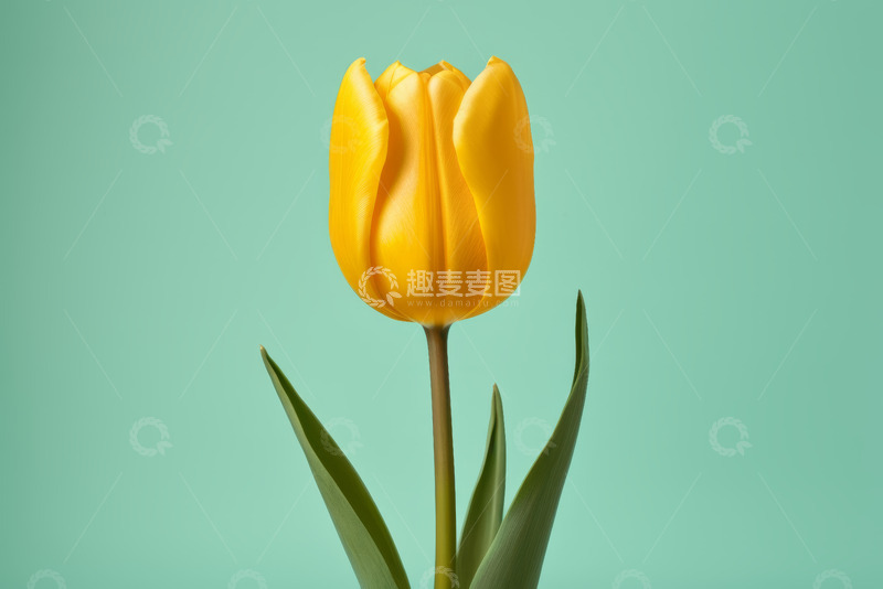 高清大图下载【趣麦麦图】黄色郁金香特写