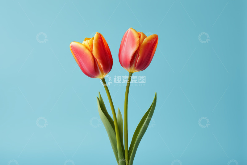 高清大图下载【趣麦麦图】蓝色背景两枝红色郁金香