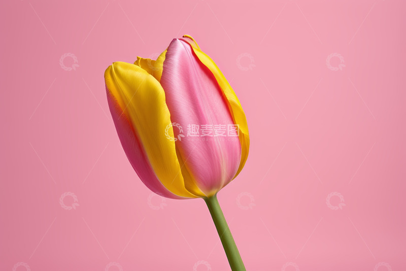 高清大图下载【趣麦麦图】粉色背景单支双色郁金香