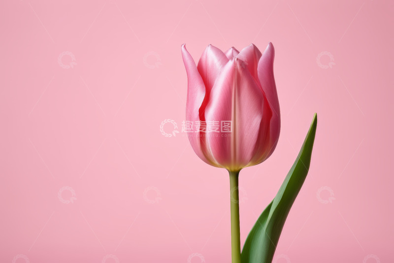 高清大图下载【趣麦麦图】粉色背景下的单支郁金香
