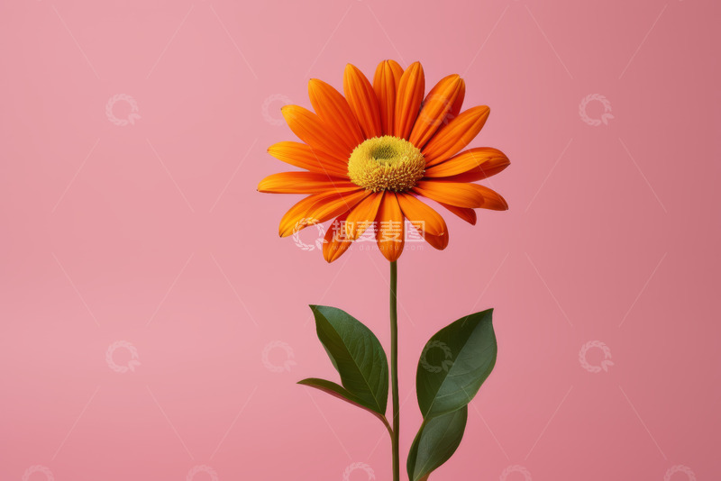 高清大图下载【趣麦麦图】粉色背景橙色花朵特写