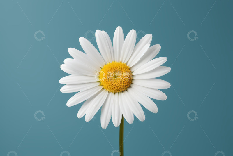 高清大图下载【趣麦麦图】蓝色背景下的白色雏菊特写