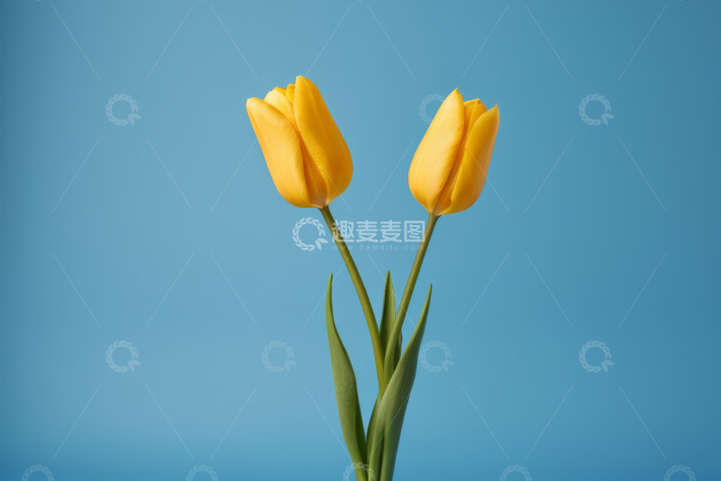 高清大图下载【趣麦麦图】蓝色背景下的两朵黄色郁金香
