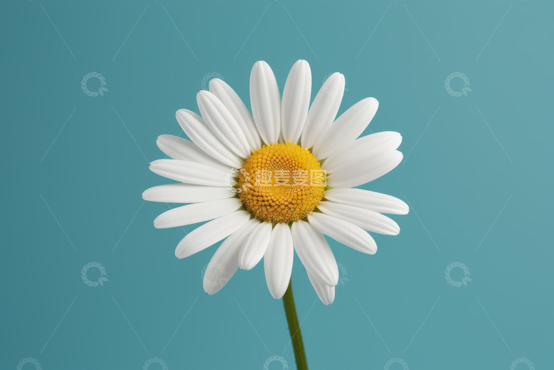 高清大图下载【趣麦麦图】蓝色背景下的白色雏菊特写