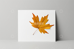 白色背景上的黄色枫叶