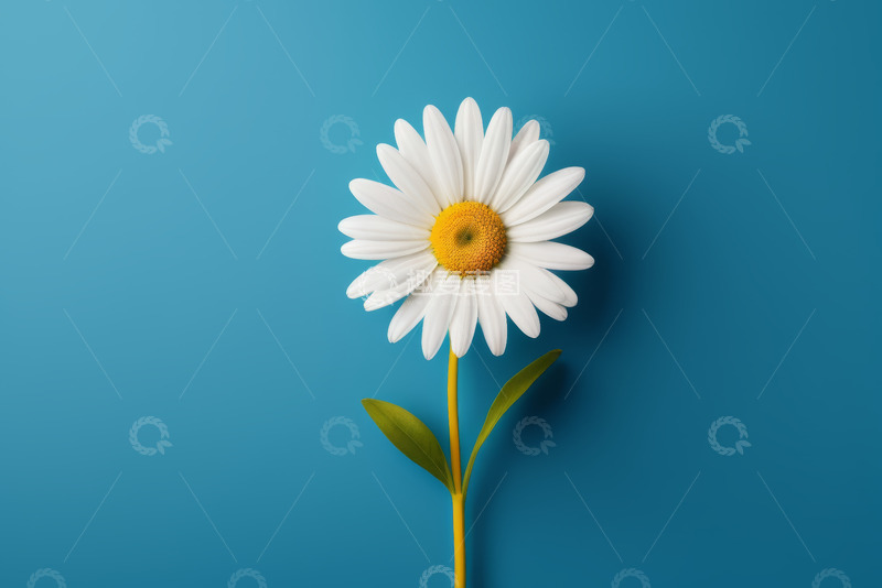 高清大图下载【趣麦麦图】蓝色背景下的白色雏菊特写