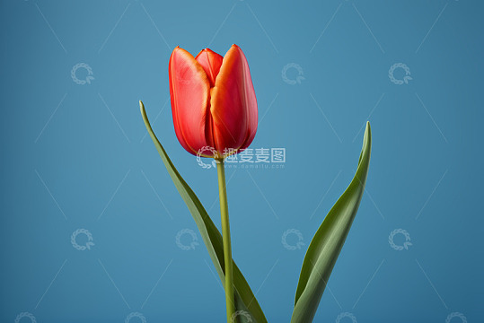 红色郁金香特写