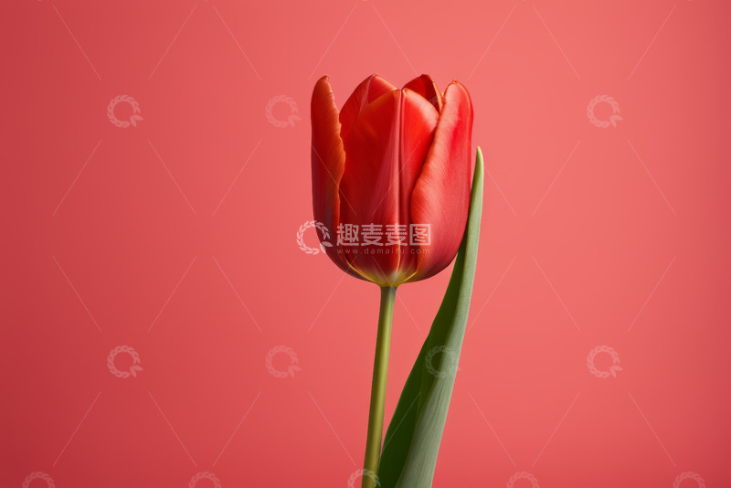 高清大图下载【趣麦麦图】红色郁金香特写