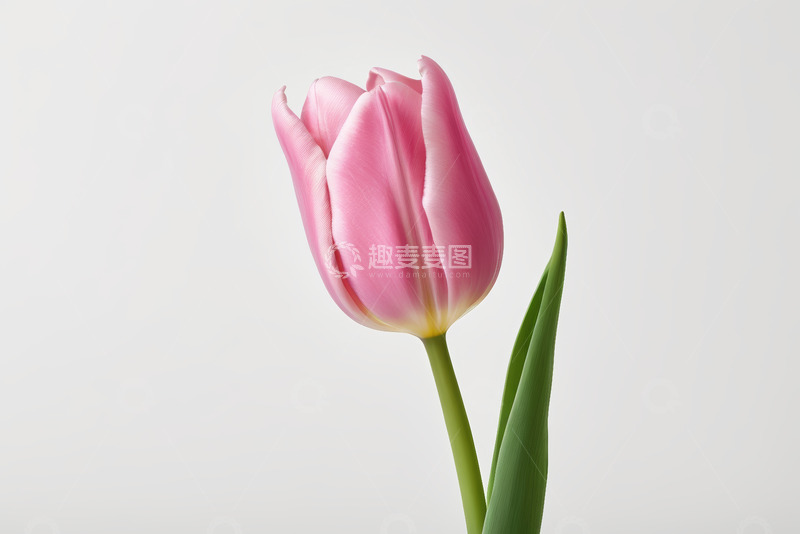 高清大图下载【趣麦麦图】粉色郁金香特写