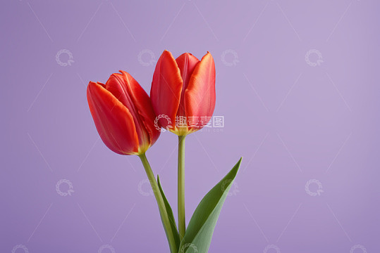 紫色背景红色郁金香特写